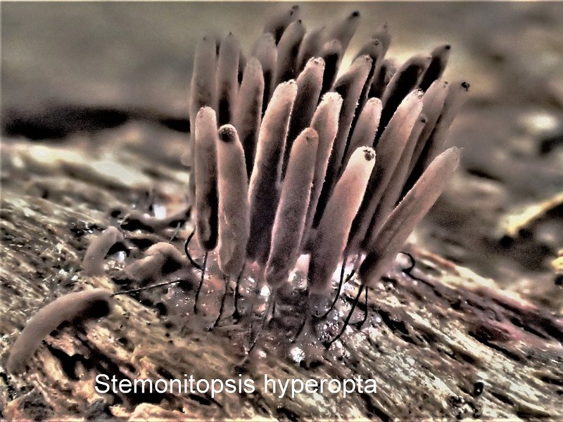 Stemonitopsis hyperopta-amf4.jpg - Stemonitopsis hyperopta ; Syn: Stemonitis hyperopta